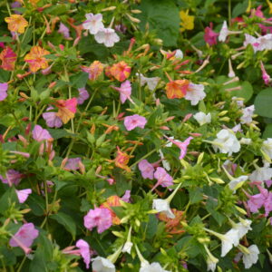 Mirabilis Marvel of Peru Four O'Clock Mix