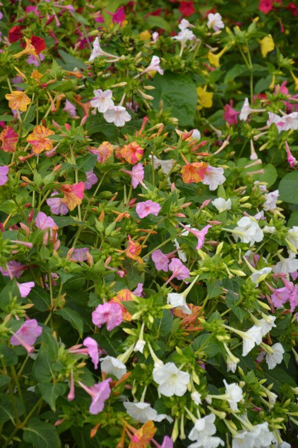 Mirabilis Marvel of Peru Four O'Clock Mix