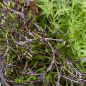 Organic Mustard Mizuna Red Streaked