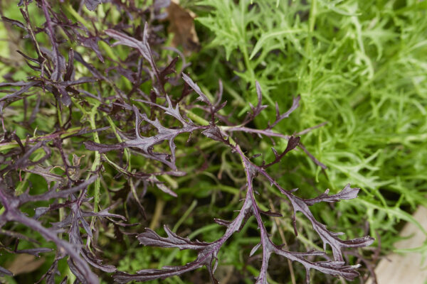 Organic Mustard Mizuna Red Streaked