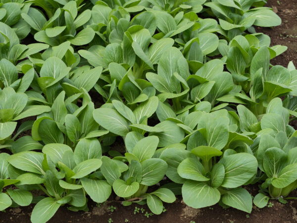 Mustard Komatsuna Tendergreen - Image 2