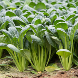 Mustard Komatsuna Tendergreen