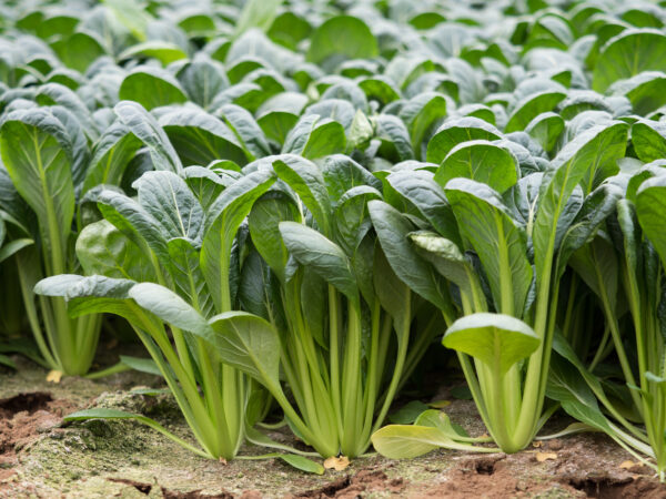 Mustard Komatsuna Tendergreen