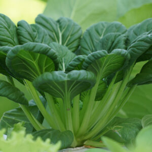 Mustard Tatsoi