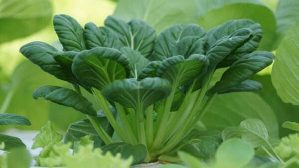 Mustard Tatsoi