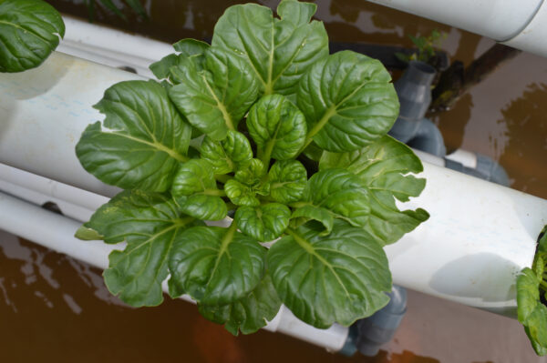 Organic Mustard Tatsoi - Image 2