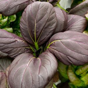 Mustard Tatsoi Red F1