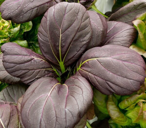 Mustard Tatsoi Red F1