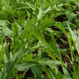 Organic Mustard Mizuna