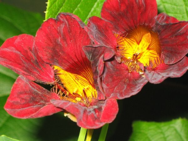Nasturtium Tropaeolum Black Velvet - Image 2