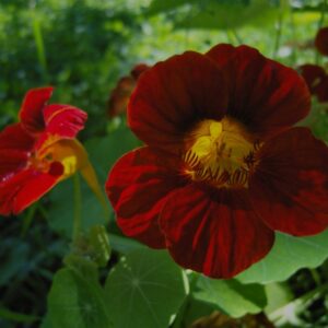 Nasturtium Tropaeolum Black Velvet
