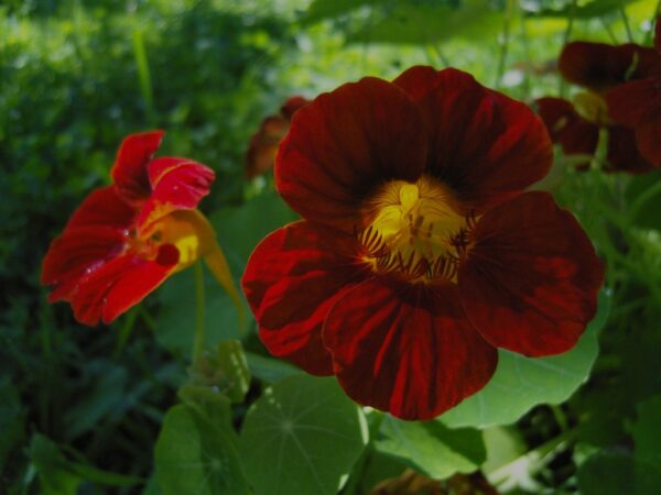 Nasturtium Tropaeolum Black Velvet