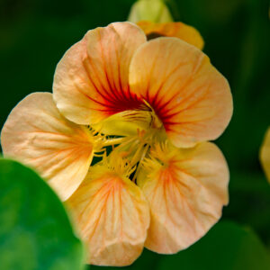 Nasturtium Tropaeolum Salmon Baby