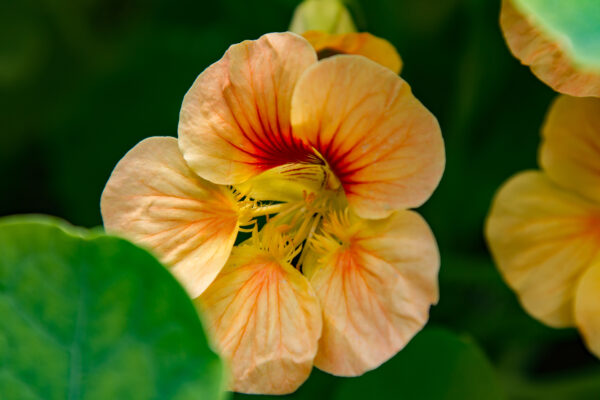 Nasturtium Tropaeolum Salmon Baby