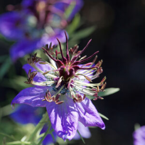 Nigella - Hispanica