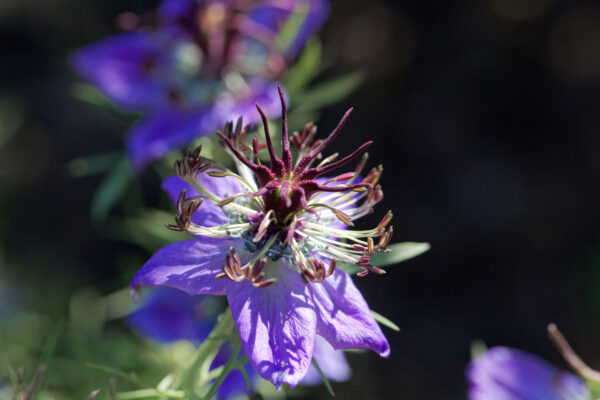 Nigella - Hispanica