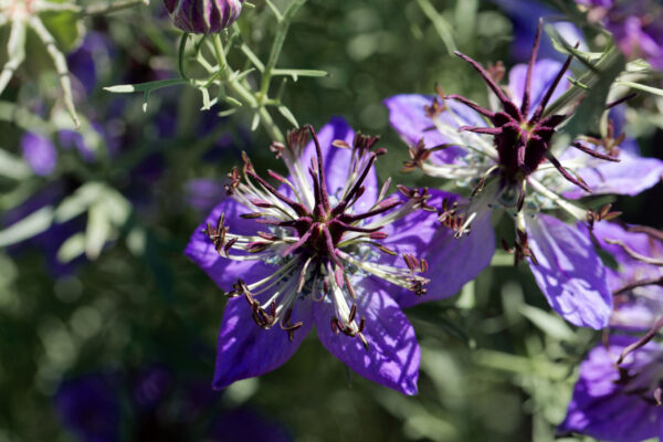 Nigella - Hispanica - Image 2