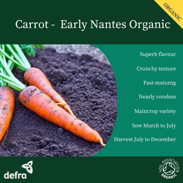 Organic Carrot Early Nantes - Image 2