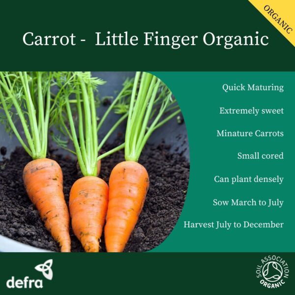 Organic Miniature Carrot Little Finger - Image 2