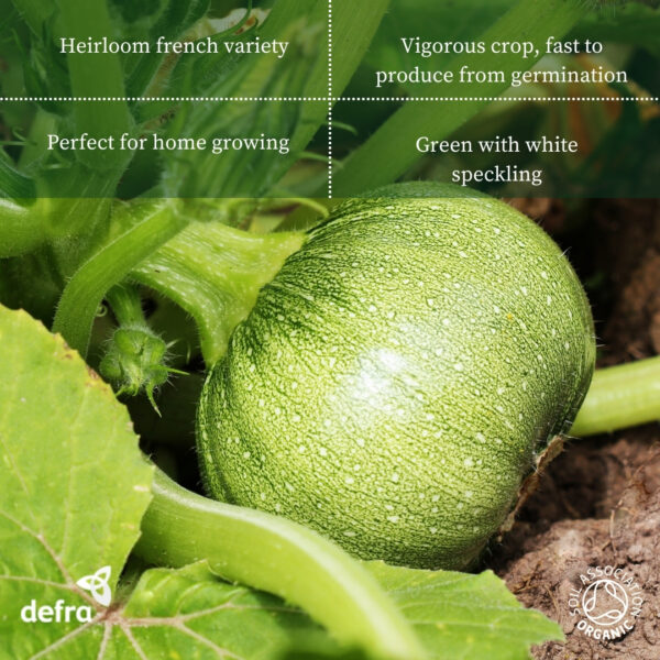 Organic Courgette Ronde De Nice - Image 2