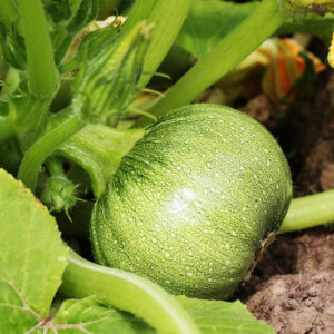Organic Courgette Ronde De Nice