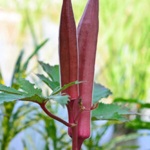 Okra Burgundy