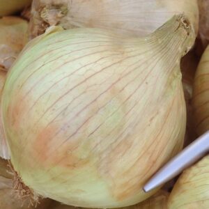 Onion Globo