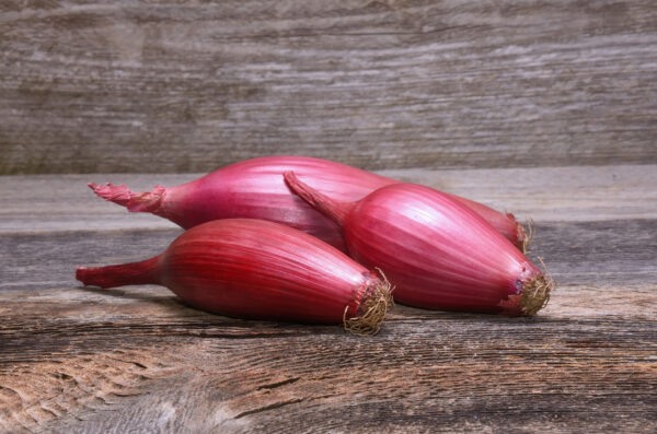 Italian Heirloom Long Red Florence Onion - Image 2