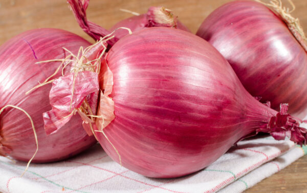 Onion Red Amposta