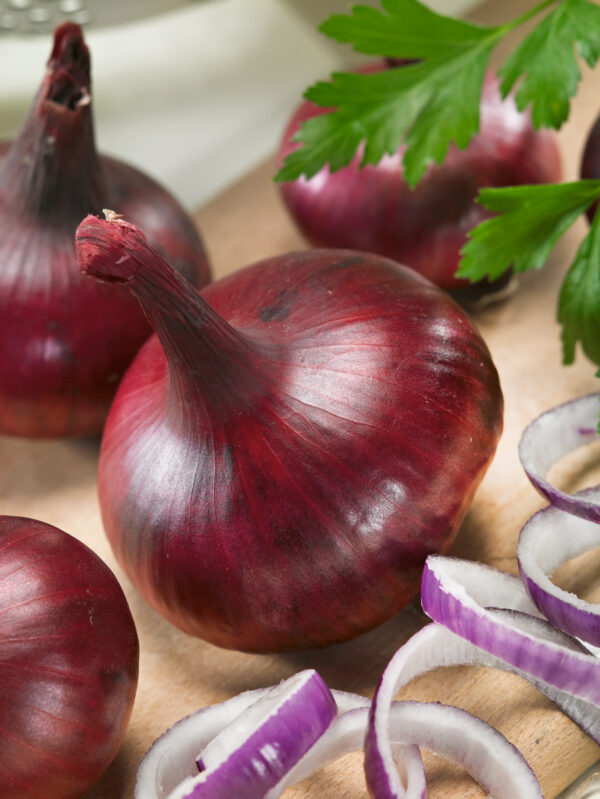Onion Red Burgundy