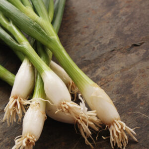 Onion - Bunching - Tokyo Long White Spring