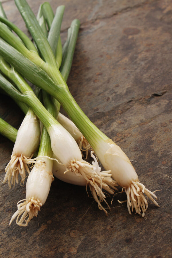 Onion - Bunching - Tokyo Long White Spring