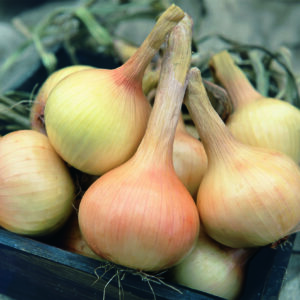 Organic Onion Walla Walla
