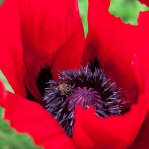 Oriental Perennial Poppy Scarlet