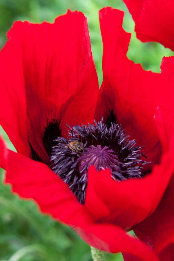 Oriental Perennial Poppy Scarlet