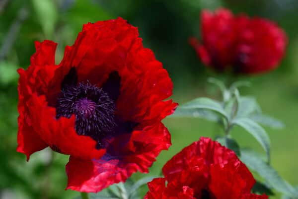 Oriental Perennial Poppy Scarlet - Image 2