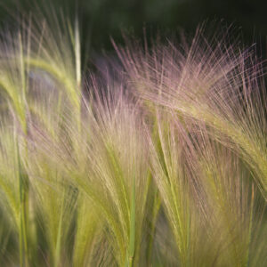 Ornamental Grass - Hordeum Jubatum