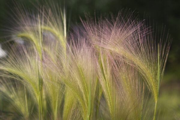 Ornamental Grass - Hordeum Jubatum