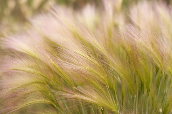 Ornamental Grass - Hordeum Jubatum - Image 2