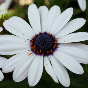 Osteospermum Sky And Ice