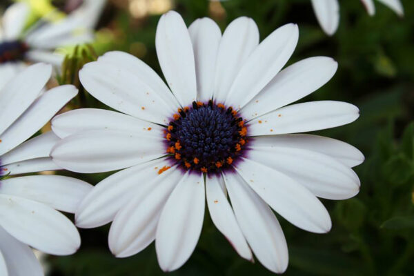 Osteospermum Sky And Ice