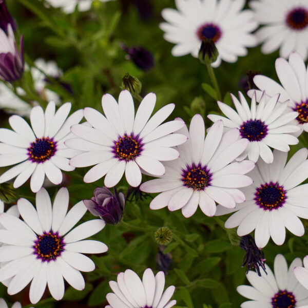 Osteospermum Sky And Ice - Image 2