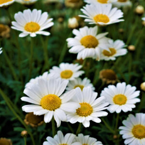 Ox Eye Daisy Leucanthemum Vulgare