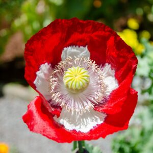 Poppy Papaver Danish Dwarf