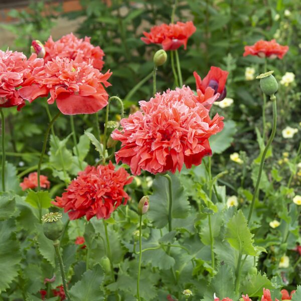 Poppy Somniferum Scarlet Red Peony - Image 3