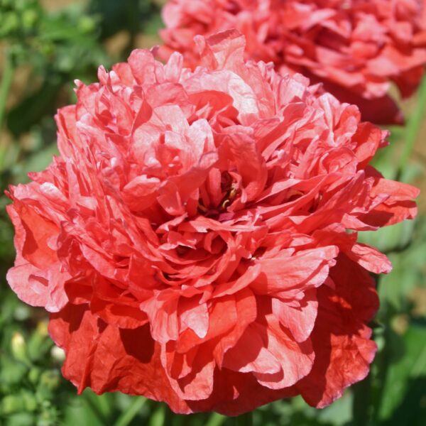 Poppy Somniferum Scarlet Red Peony - Image 2