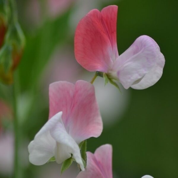 Sweet Pea Painted Lady - Image 2