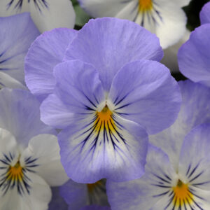 Pansy Trailing Winter Flowering Cool Wave Frost