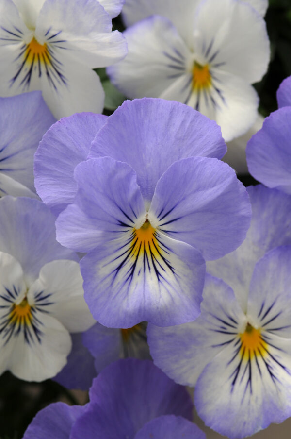 Pansy Trailing Winter Flowering Cool Wave Frost