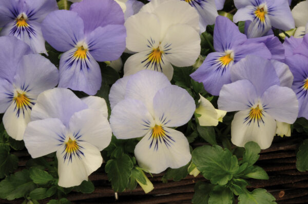 Pansy Trailing Winter Flowering Cool Wave Frost - Image 2